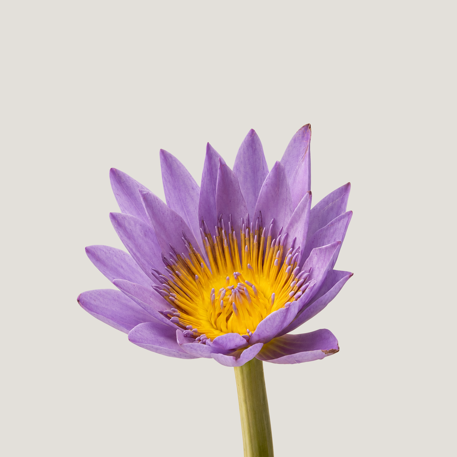 Blue Lotus Flower