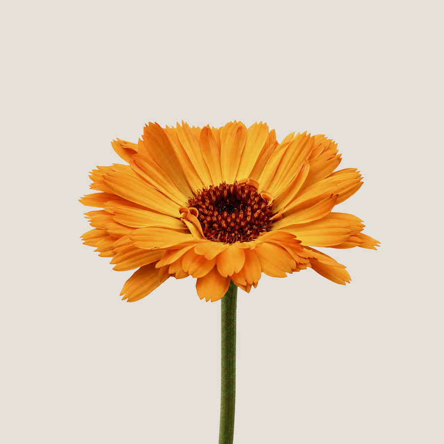 Calendula
