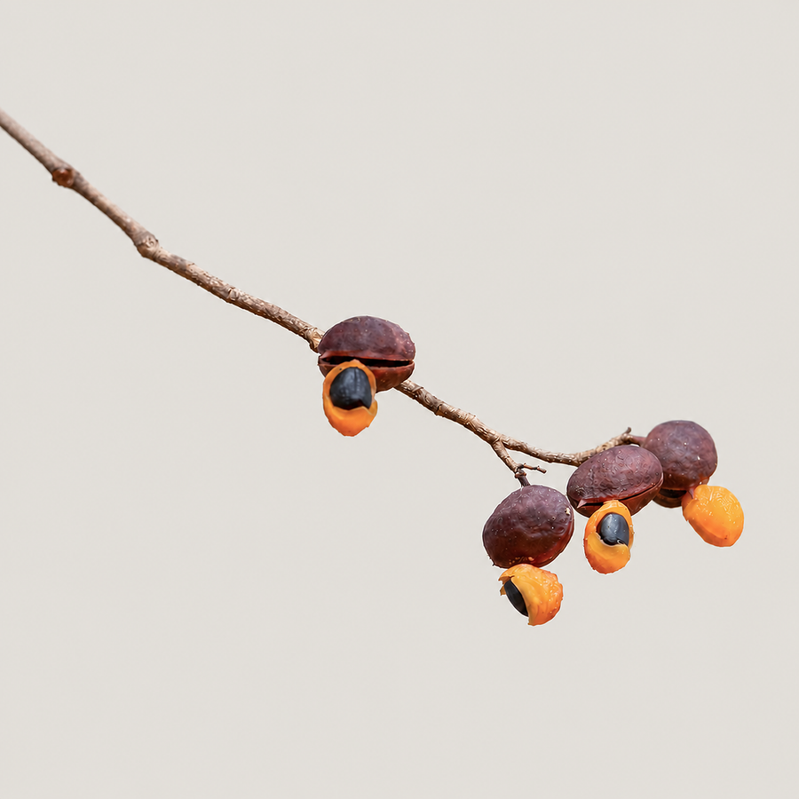 Copaiba Balsam