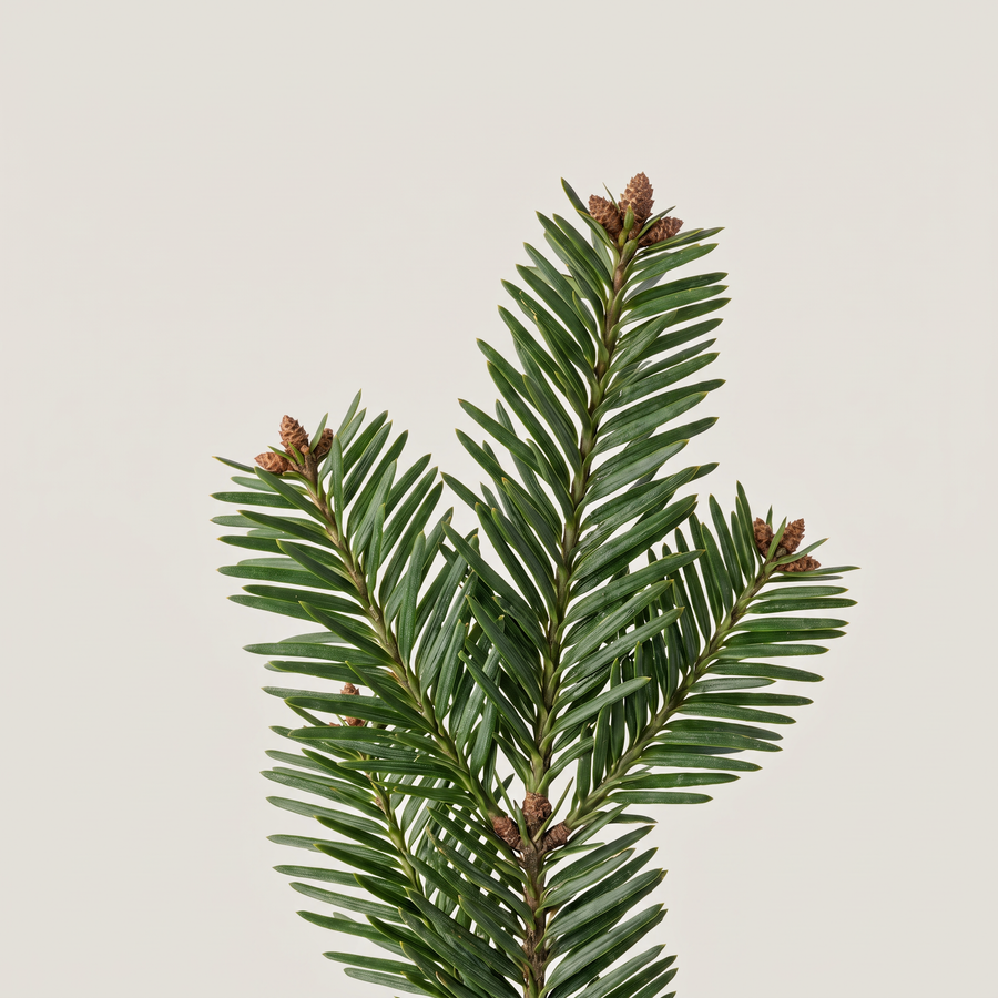 Fir Needle