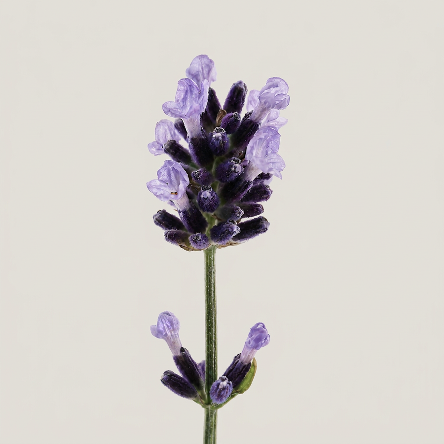 Lavender Buds