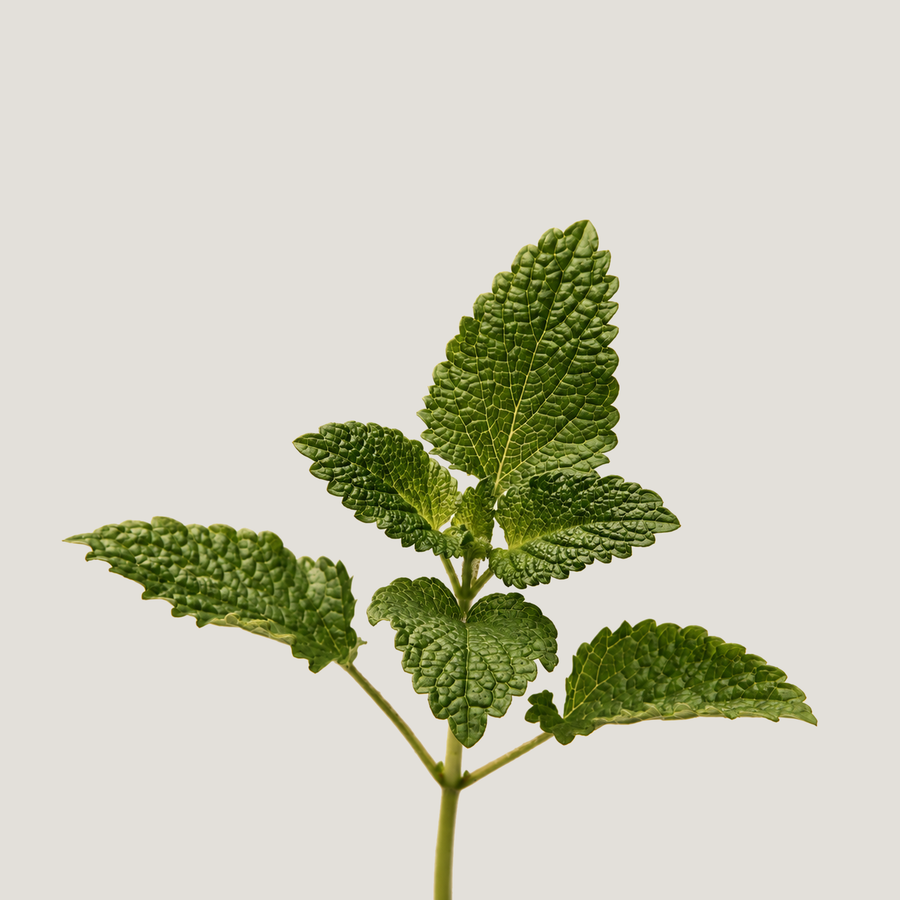 Lemon Balm