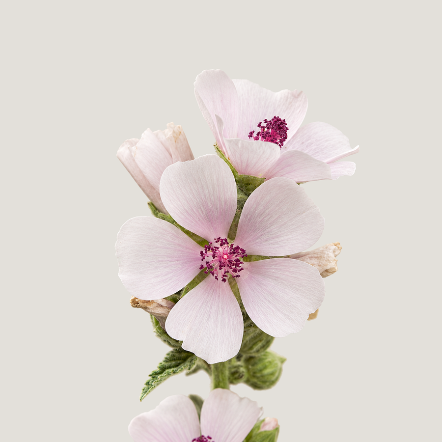 Marshmallow Root