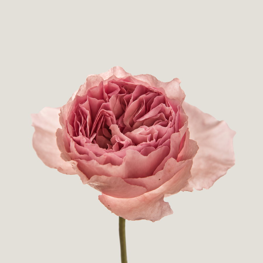 Rose Petals