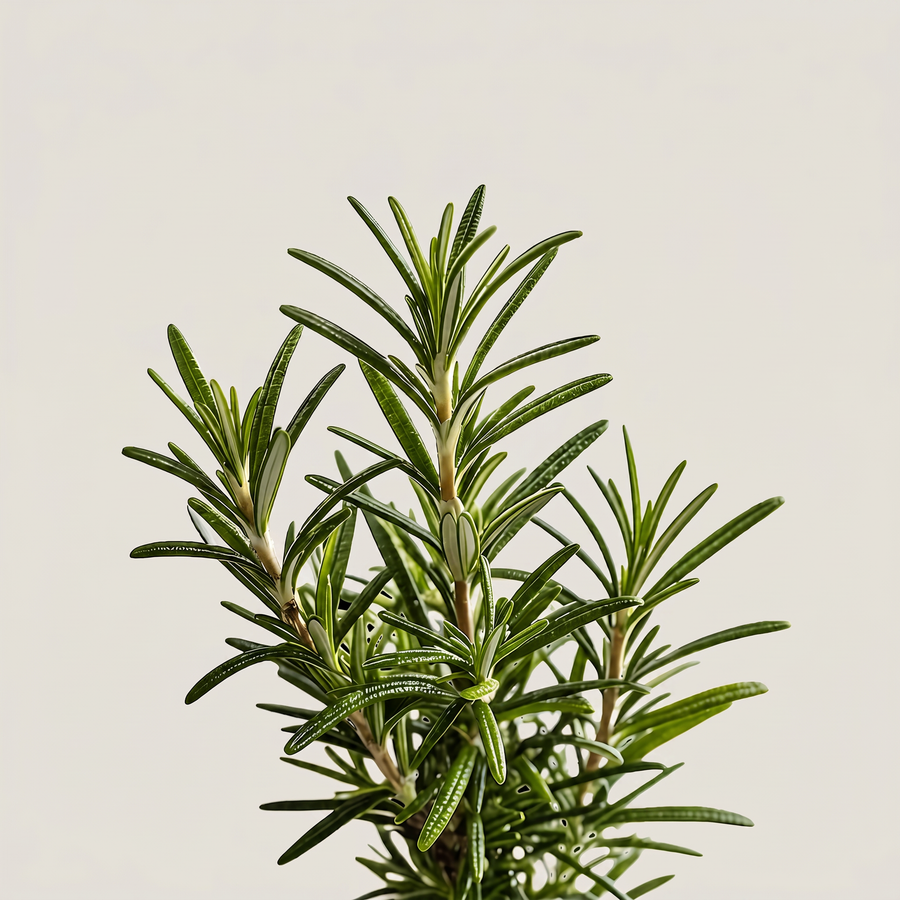 Rosemary