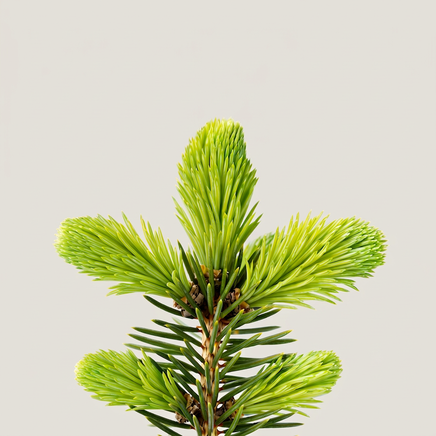 Spruce