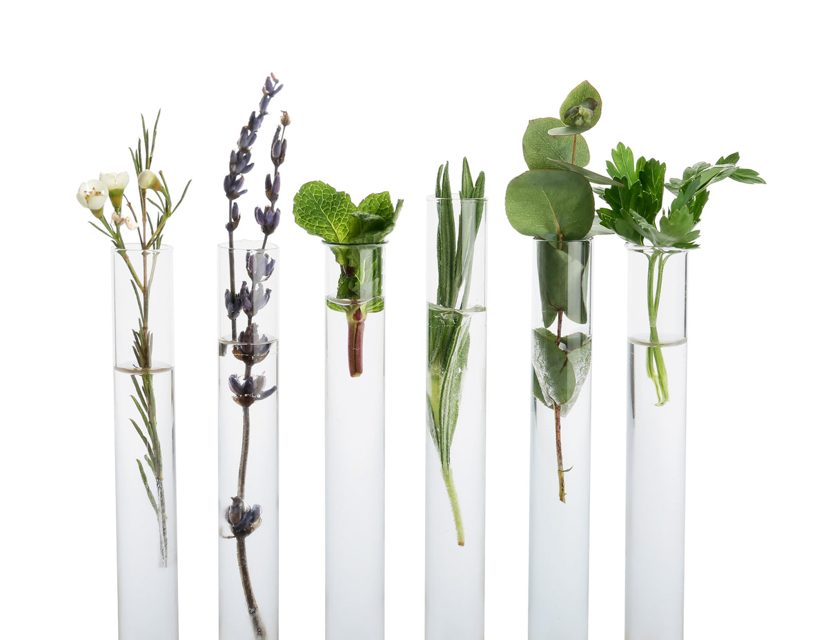 Waxflower, lavender, mint, rosemary, eucalyptus and parsley in glass test tubes